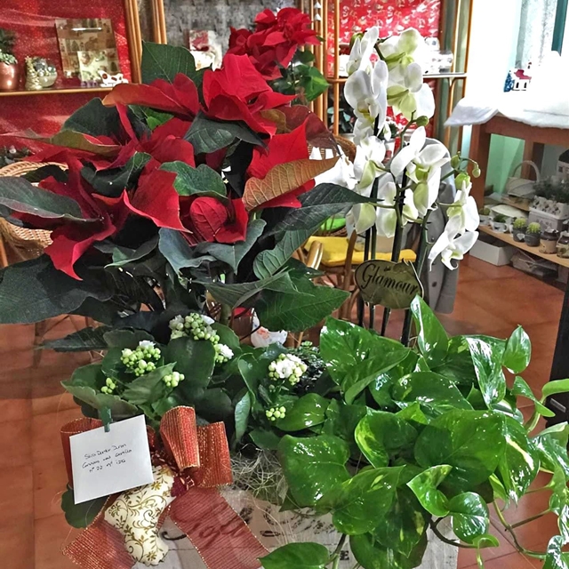 Navidad