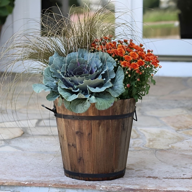 Plantas
